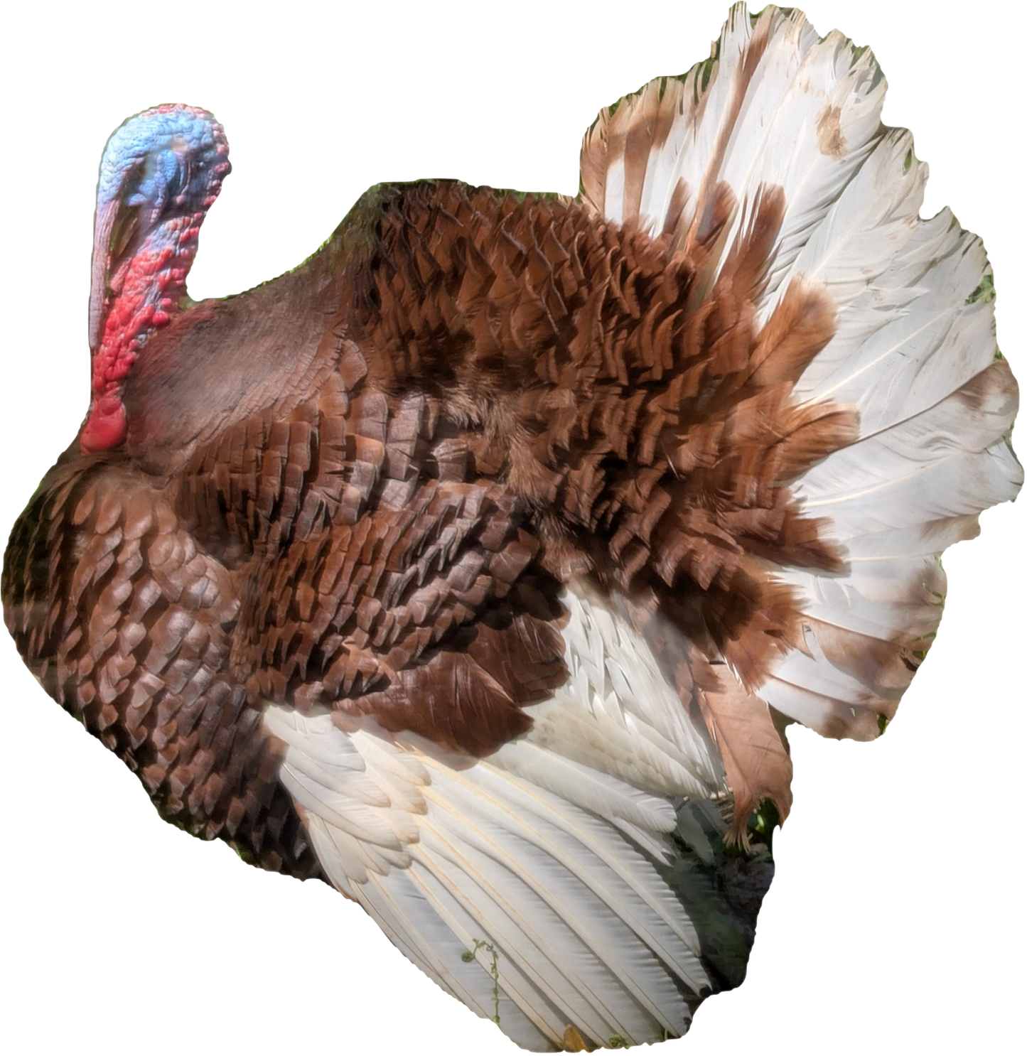 Turkey Red Bourbon (Straight Run-Born 06/04/26)