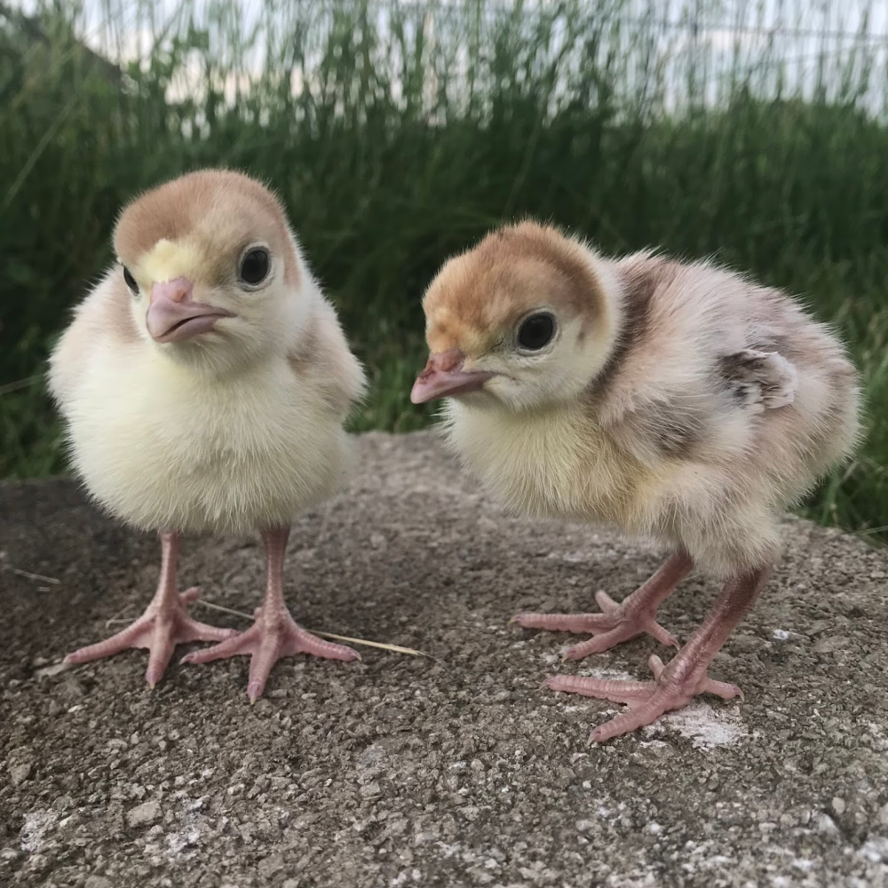 Turkey Red Bourbon (Straight Run-Born 06/04/26)