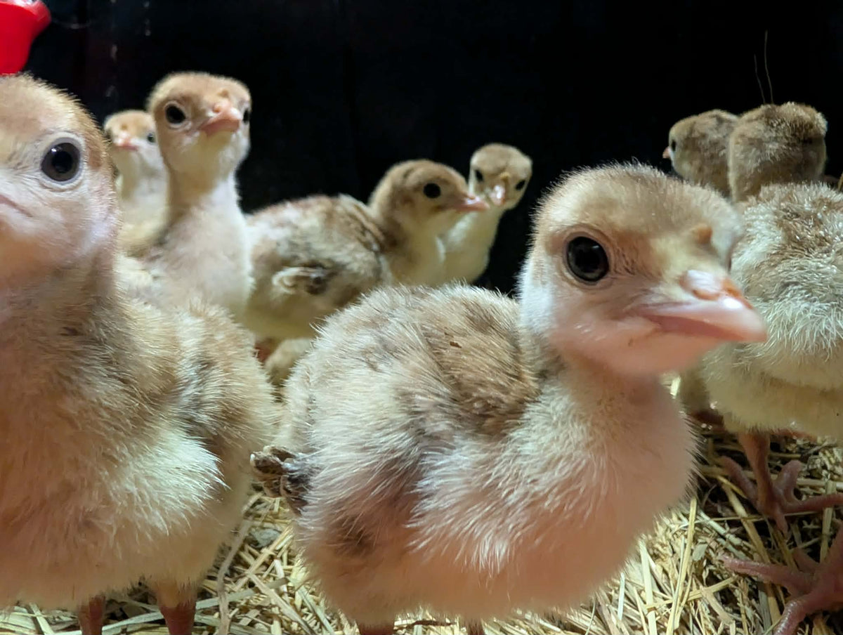 Turkey Red Bourbon (Straight Run-Born 06/21/26)
